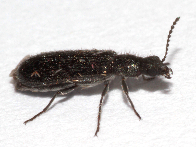 Dasytes aeratus